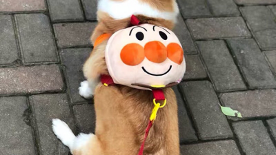 댕댕이 겨울나기! 핵인싸템 대형견 호빵맨 가방 득템 후기🐶💖