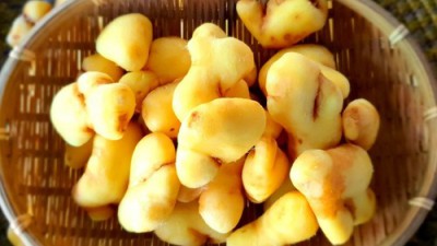 놓치면 후회! 햇 국내산 흙생강 특가 후기 & 활용꿀팁🍯